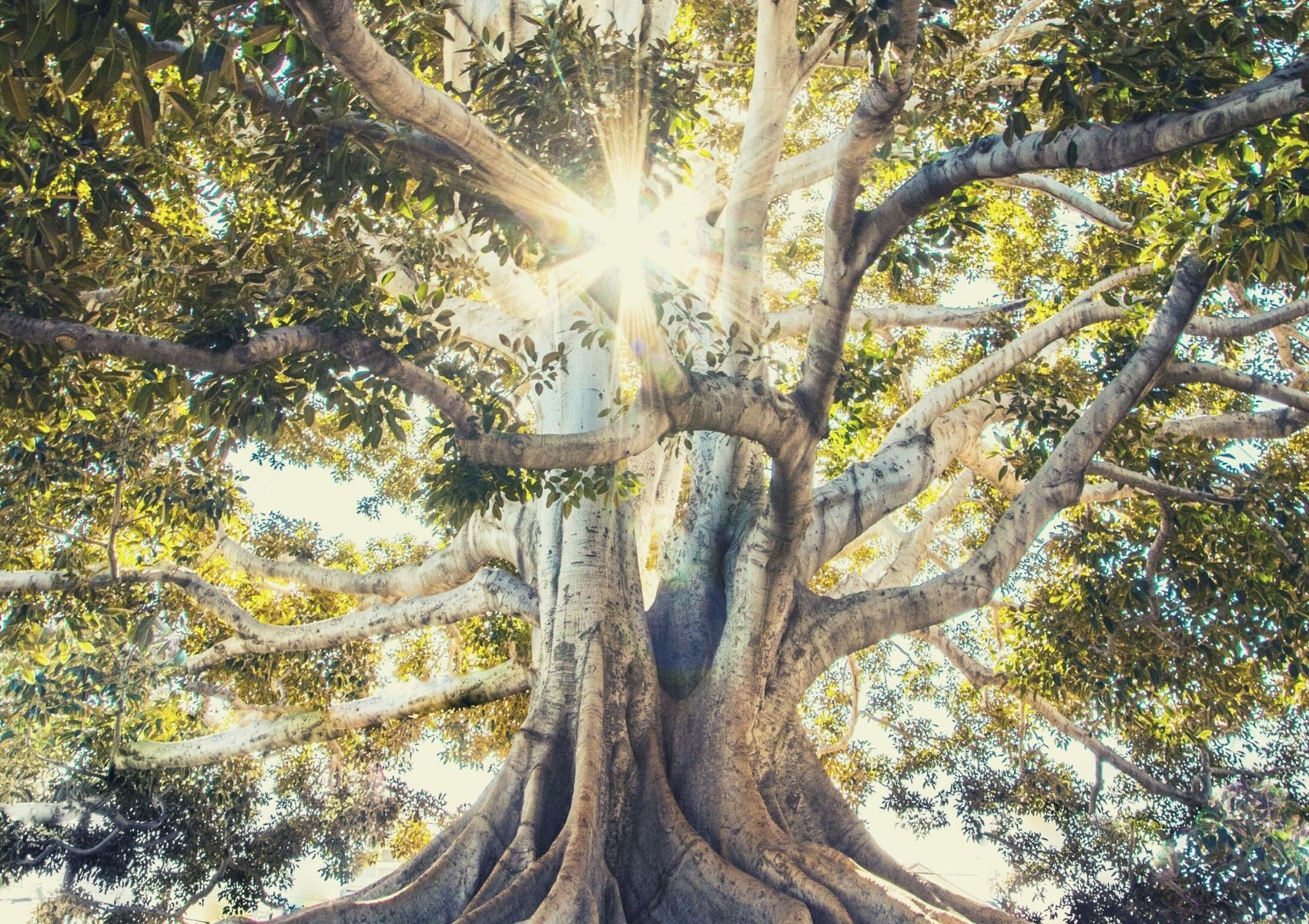 costellazioni-familiari-marika-sabbadin